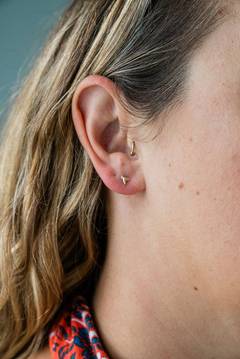 14k Gold Tiny Shark Tooth Stud Earrings