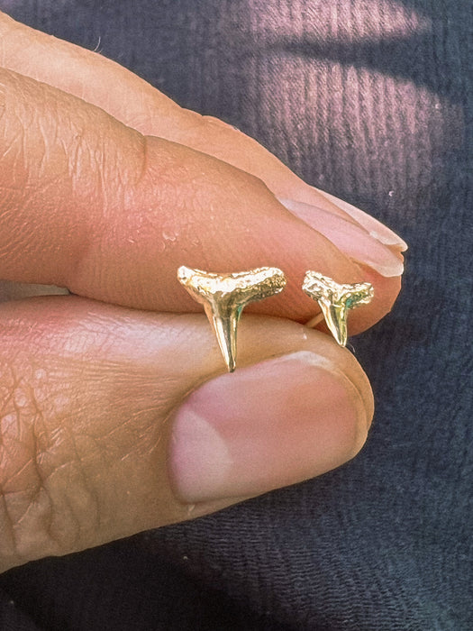 14k Gold Shark Tooth Stud Earrings
